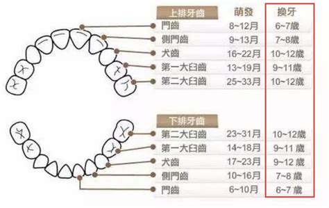 6歲出大牙|【換牙順序】小朋友幾歲換牙正常？一文睇換牙期年齡。